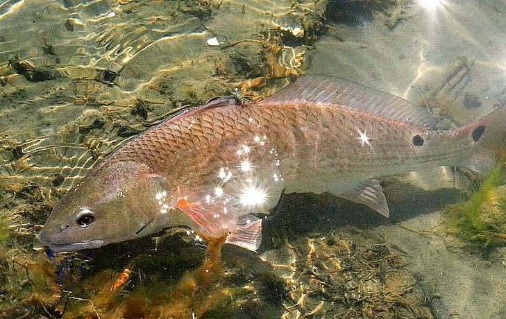 mock image mock image