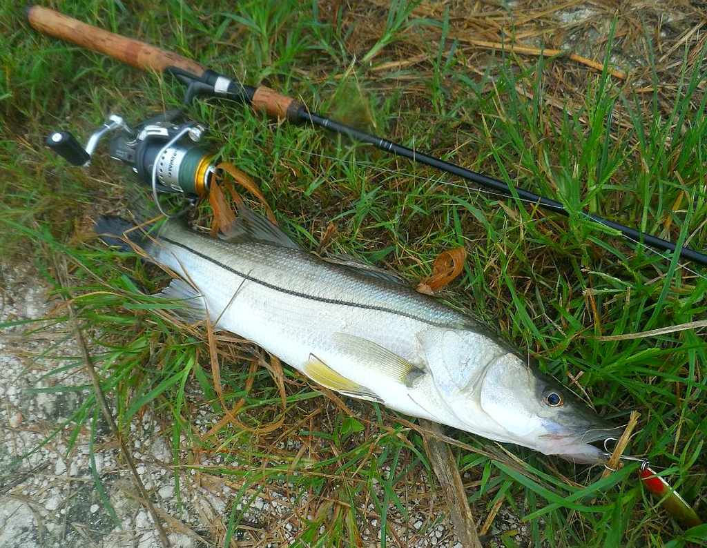 mock image mock image