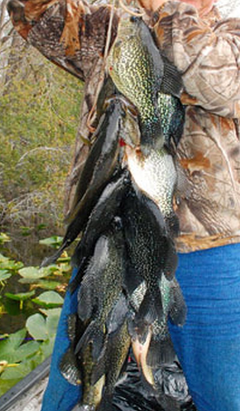 Mess of Crappie